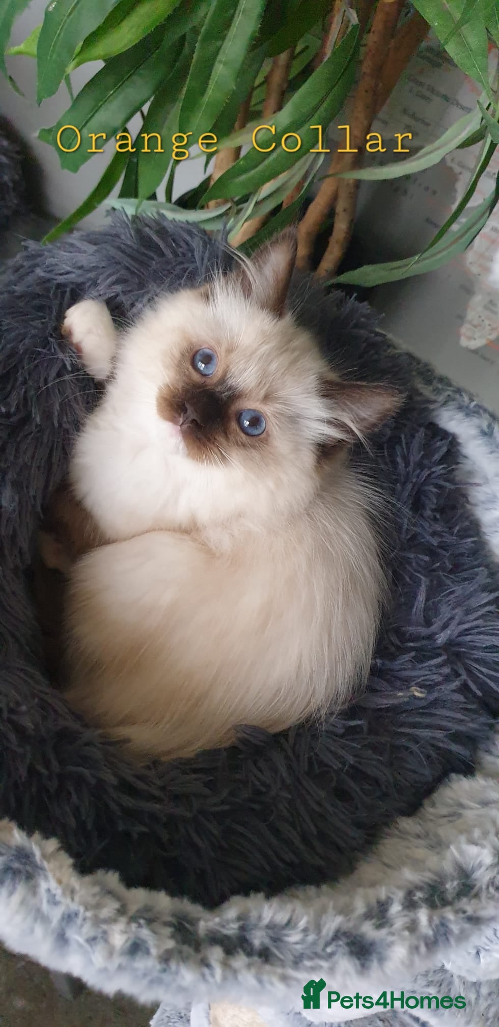 Ragdoll cats Stunning GCCF Registered Ragdoll Kittens. - Advert 1