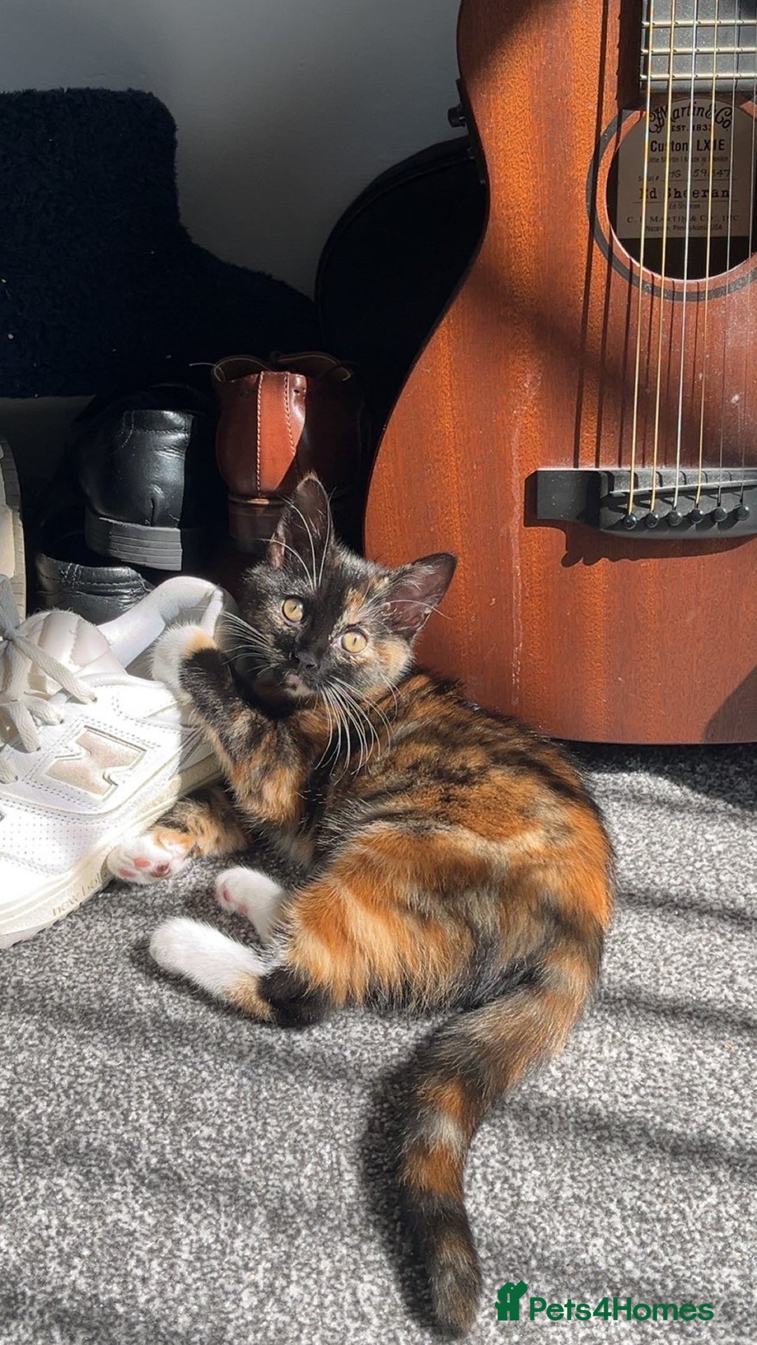 Domestic Shorthair cats for sale: Female cat for sale  - Advert 4