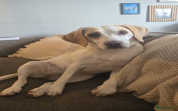Beagle dogs for sale: 18 month old female beagle  - Image 1