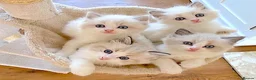 Ragdoll cats for sale: READY NOW *** INDOOR FULL PEDIGREE RAGDOLL KITTENS - Advert 3