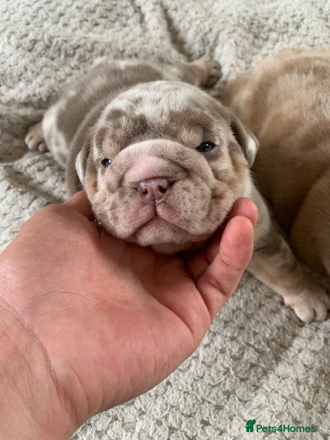 English Bulldog dogs for stud: full suited English bulldog stud well proven in Leicester - Advert 14