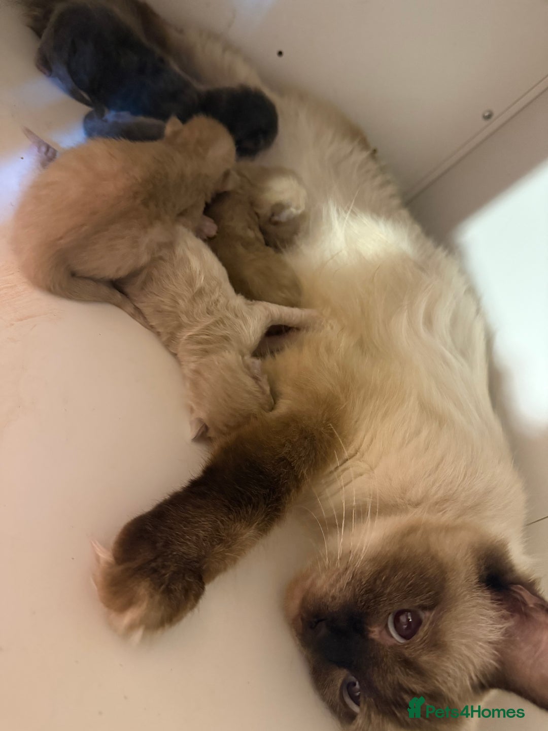 Ragdoll cats for sale: Ragdoll x British blue ONE MALE - Image 12