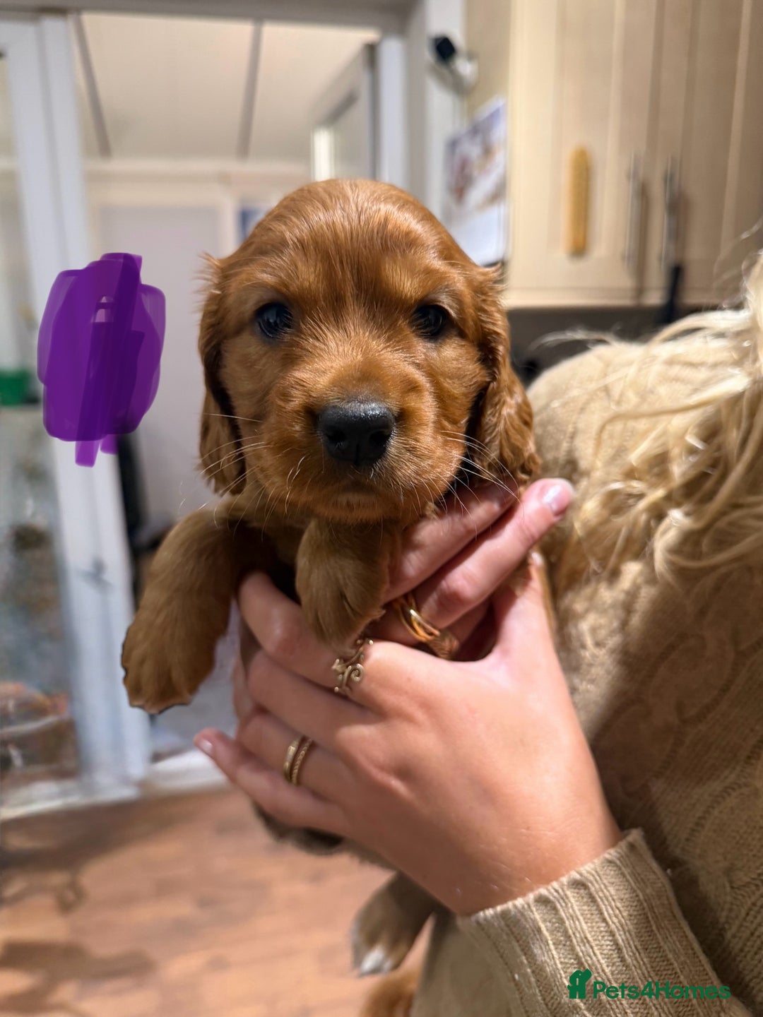 Cocker Spaniel dogs for sale: Gorgeous litter of cocker spaniel pups - Advert 8