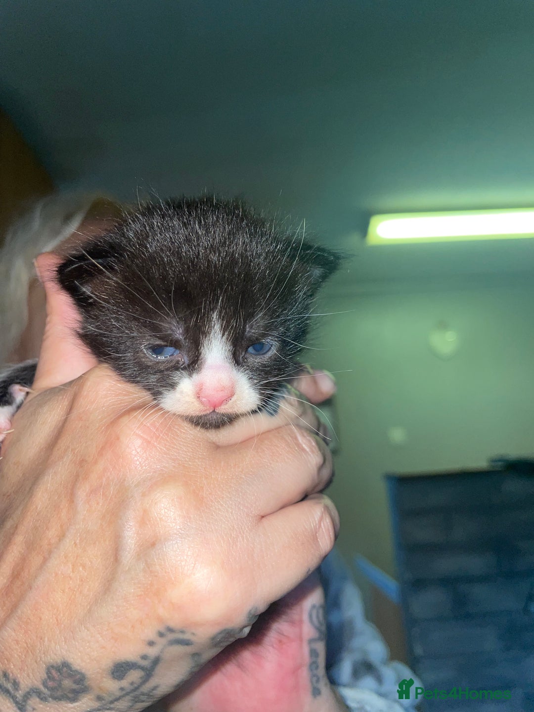 Mixed Breed cats for sale: Beautiful fluffy kittens for sale - Image 10