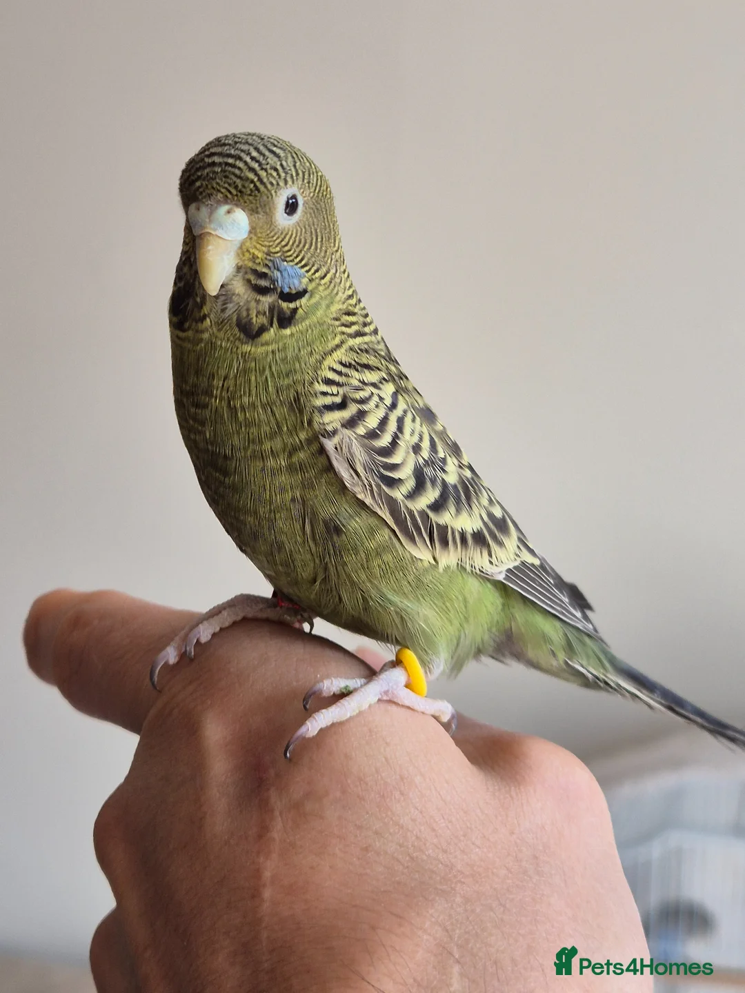 Budgerigars birds for sale: Tamed budgies  - Advert 2