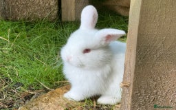 Mini Lop rabbits for sale: Lovely litter of 4 x mini lops - Image 4