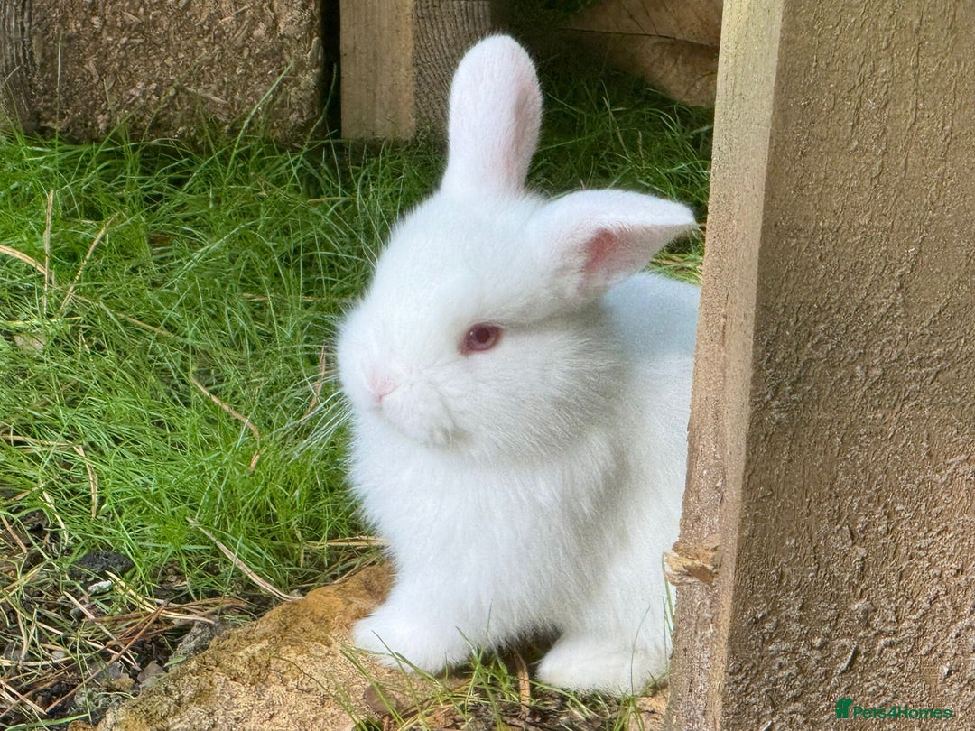 Mini Lop rabbits for sale: Lovely litter of 4 x mini lops - Image 4