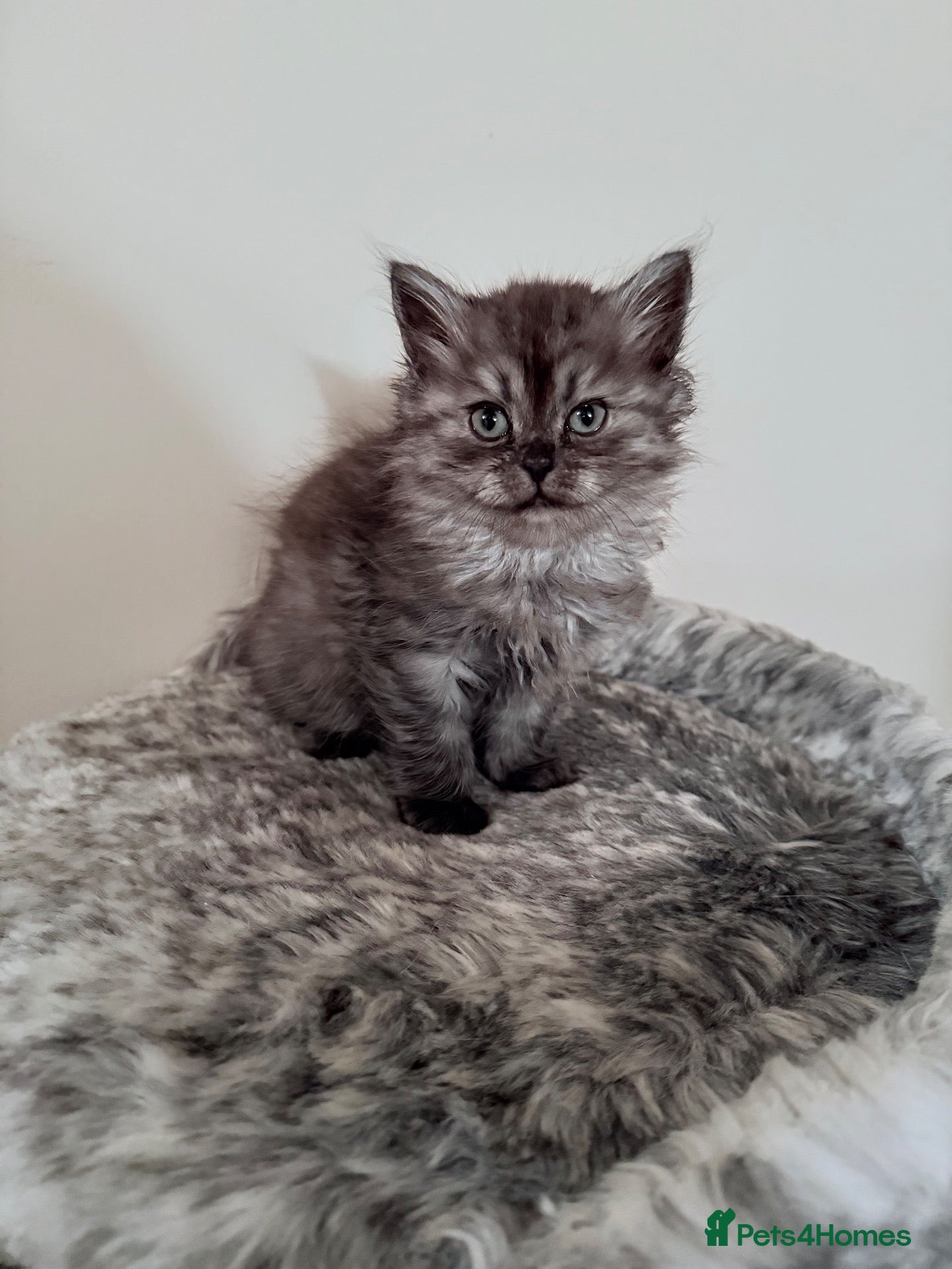 Persian cats Last female remaining-Chinchilla Persian Kittens - Advert 4