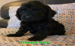 Cockapoo dogs for sale: Gorgeous Cockerpoo Puppies  - Image 15