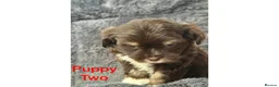 Mixed Breed dogs for sale: Lhasa Apso x Chihuahua x babies - Advert 9