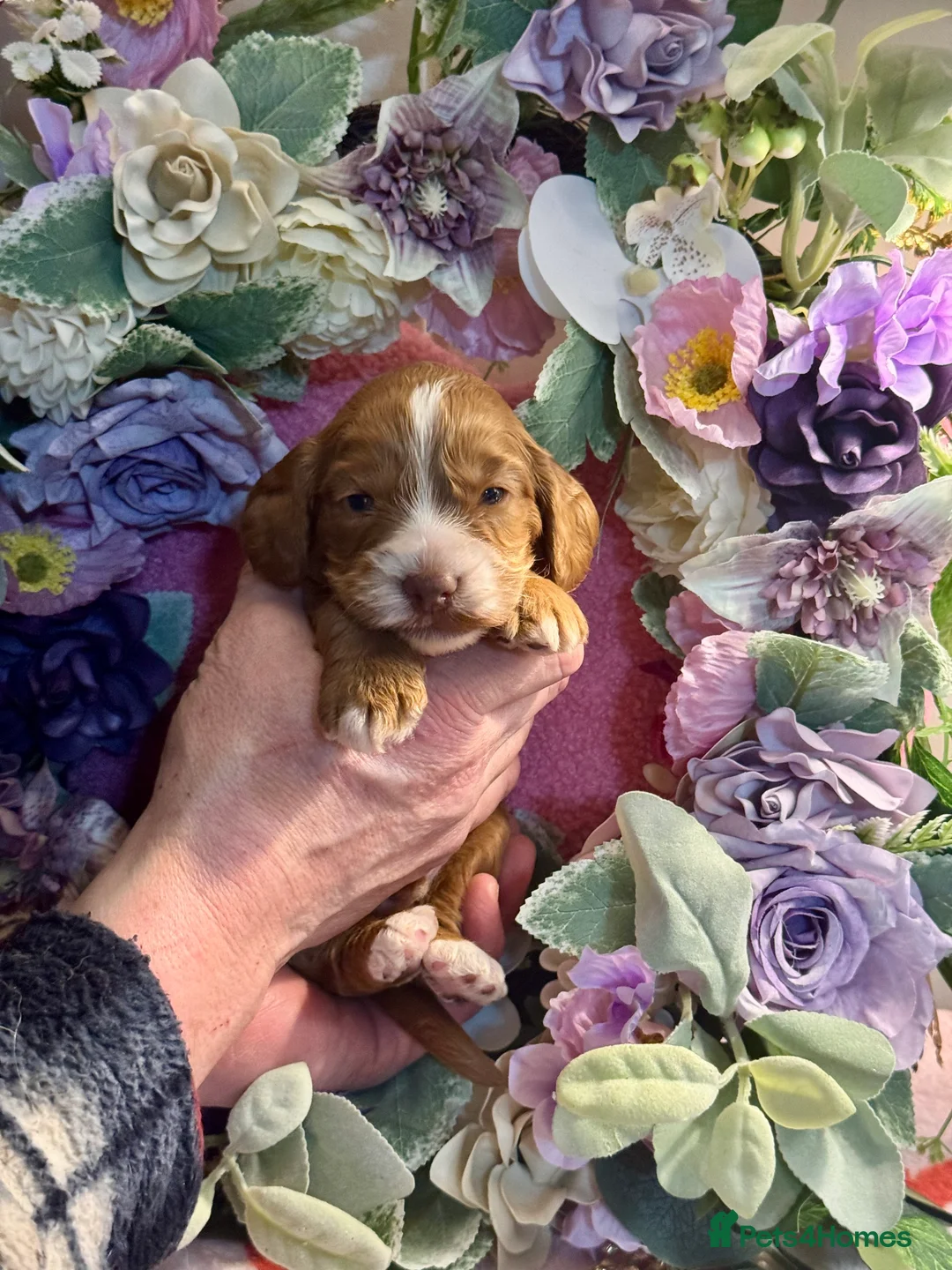 Cockapoo dogs for sale: 3 gorgeous f1 Cockerpoo puppies  - Advert 4