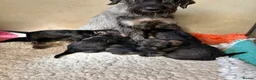 Giant Schnauzer dogs for sale: Fully vaccinated giant schnauzer puppies P/S - Advert 6