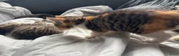 Mixed Breed cats for sale: 🐱 Six Kittens Looking for Loving Homes! 🐾 - Advert 19