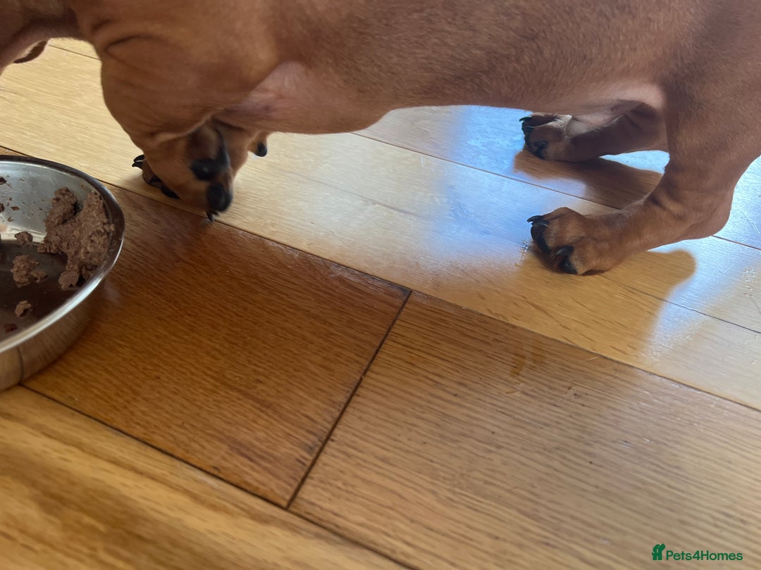 Dachshund dogs for sale: mini dachshund - Image 5