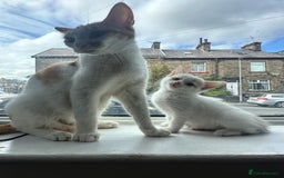 Domestic Shorthair cats for sale: 5 kittens 1 mother - Image 5