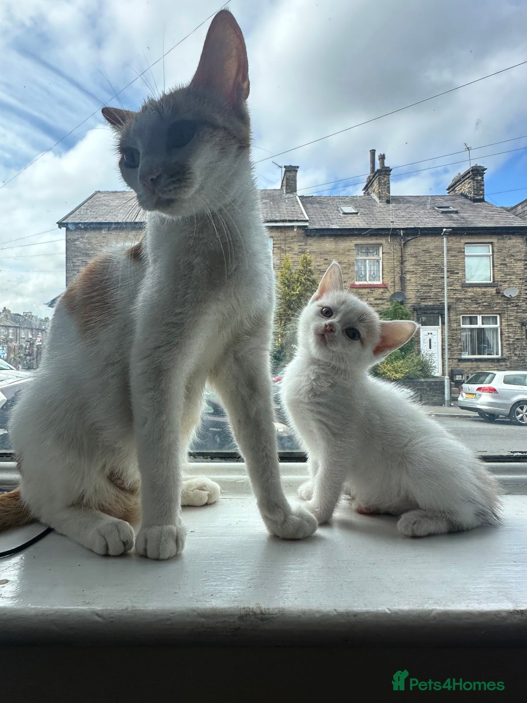 Domestic Shorthair cats for sale: 5 kittens 1 mother - Image 5