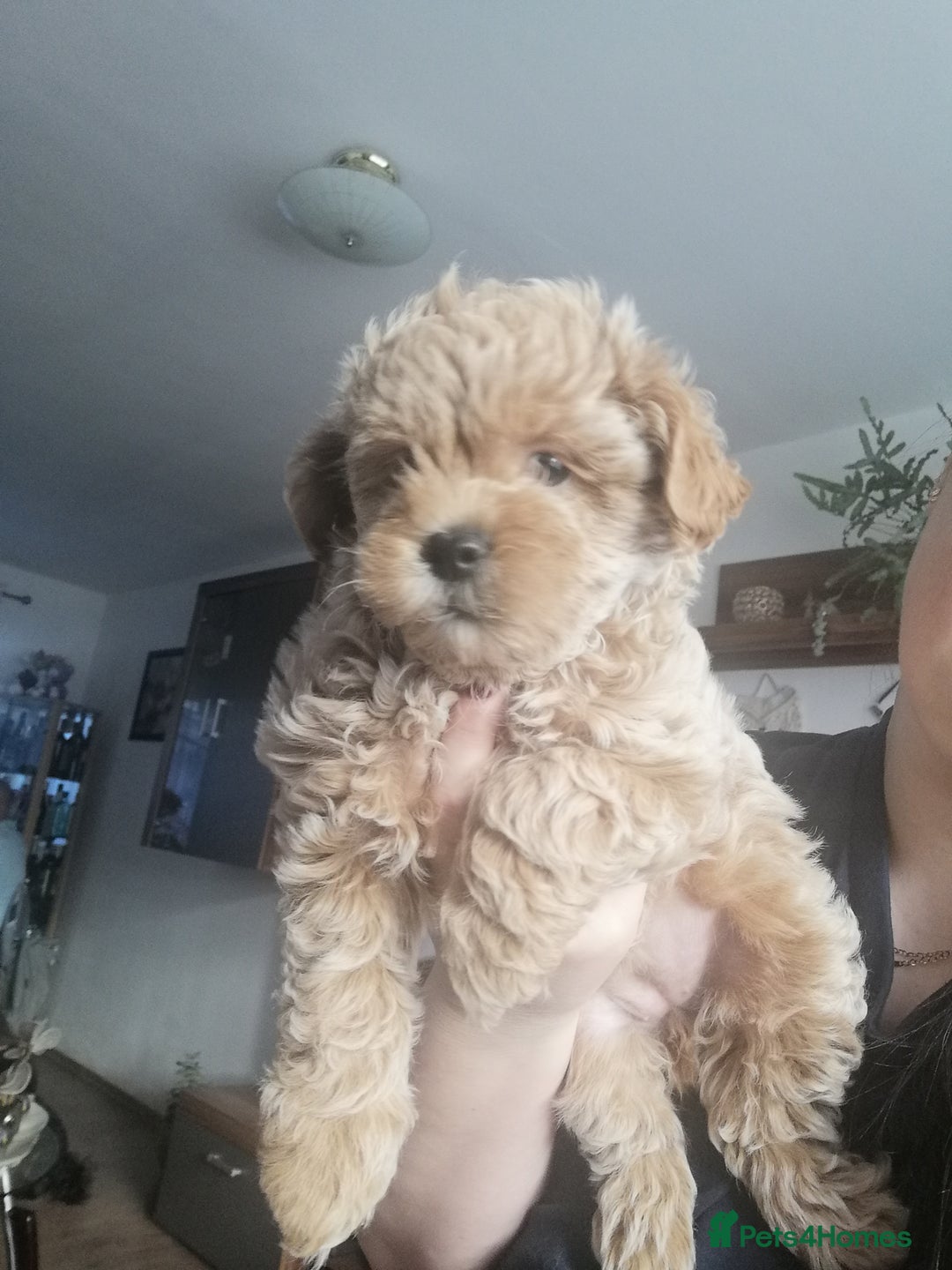 Shihpoo dogs for sale: Beautiful flyffy shihpoo girl - Advert 3