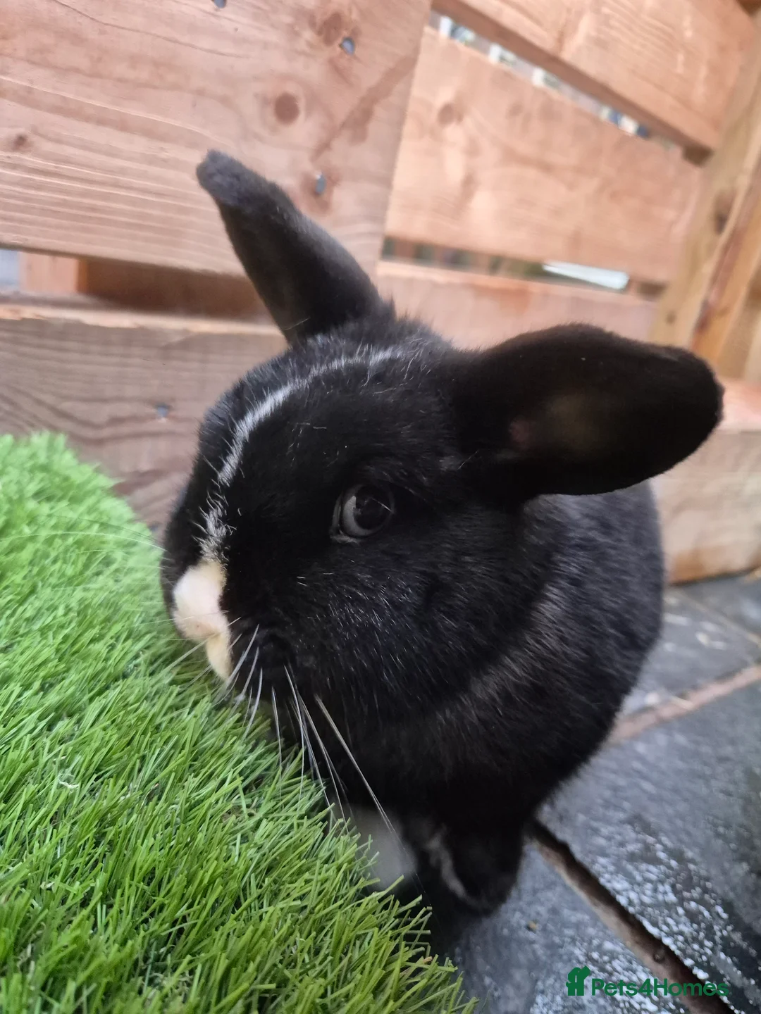 Mini Lop rabbits for sale: 1 year old lovely mini lop named Oreo  - Advert 5