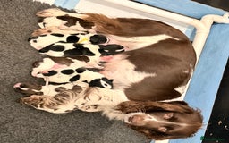 Sprocker dogs for sale: Stunning Sprocker pups  - Image 6