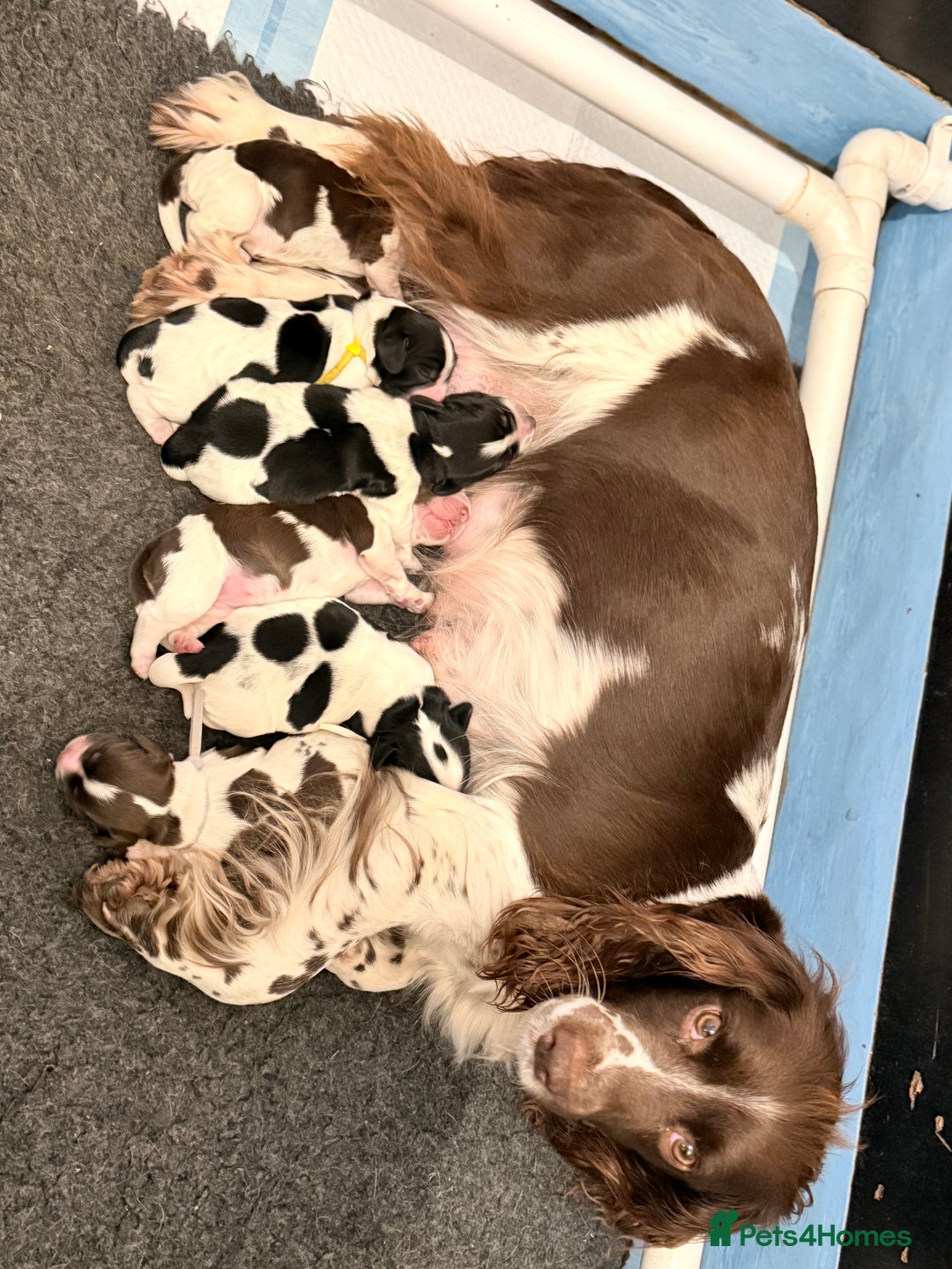 Sprocker dogs for sale: Stunning Sprocker pups  - Image 6