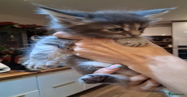 Maine Coon cats - Advert 8