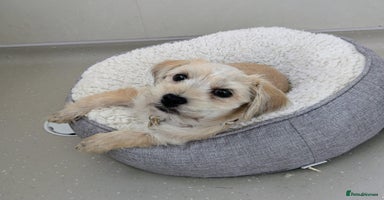 Shorkie dogs - Advert 3