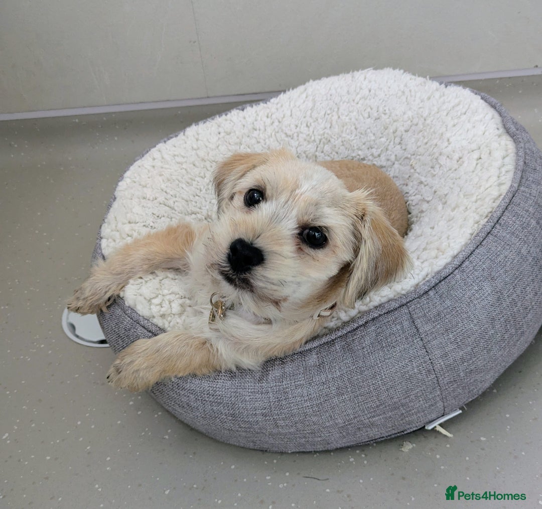 Shorkie dogs for sale: Shorkie Girl Looking For Her New Adventure - Image 3