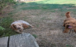 Cockapoo dogs for sale: Stunning red and golden F1 female cockapoo puppies - Image 12