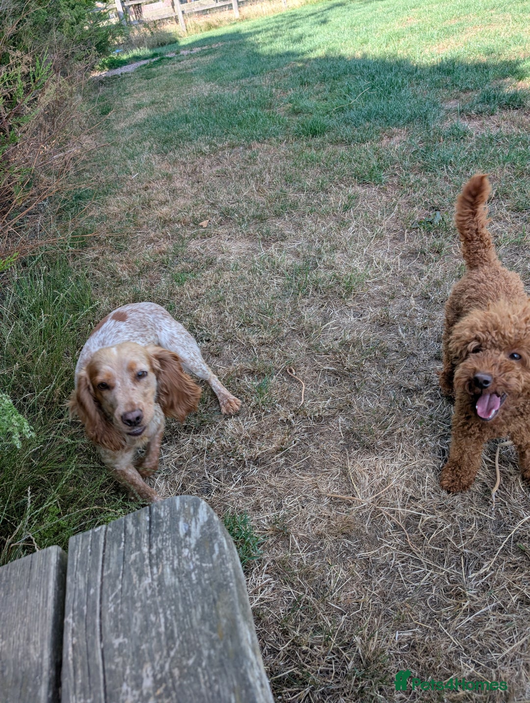 Cockapoo dogs for sale: Stunning red and golden F1 female cockapoo puppies - Image 12