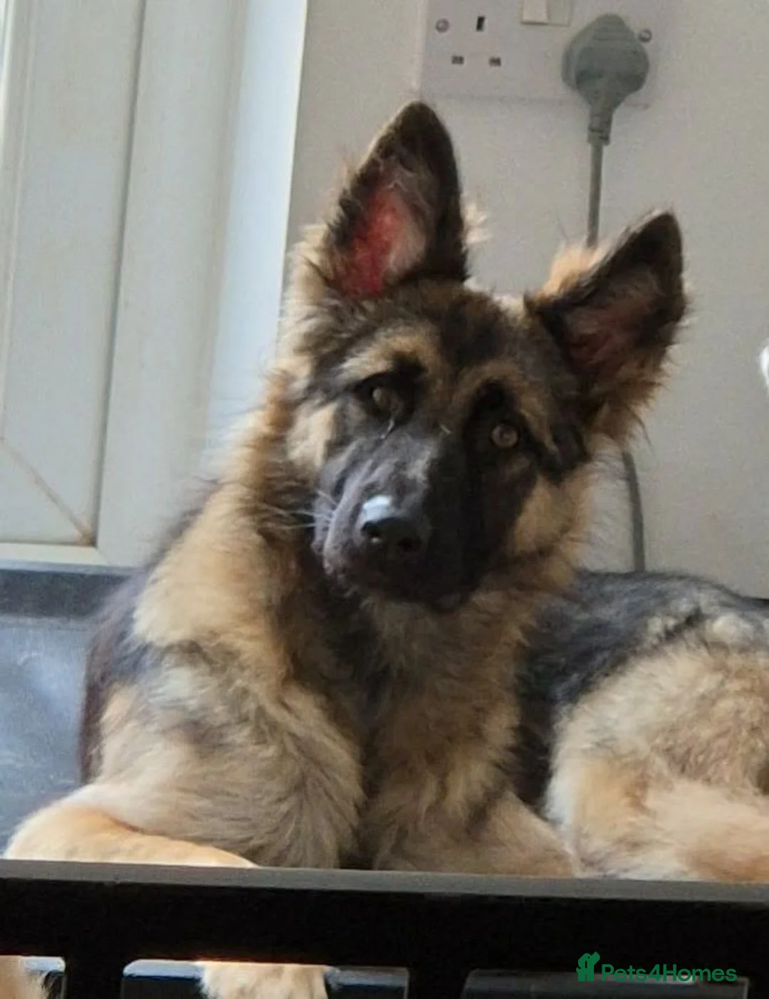 German Shepherd dogs for sale: Female gsd - Advert 2