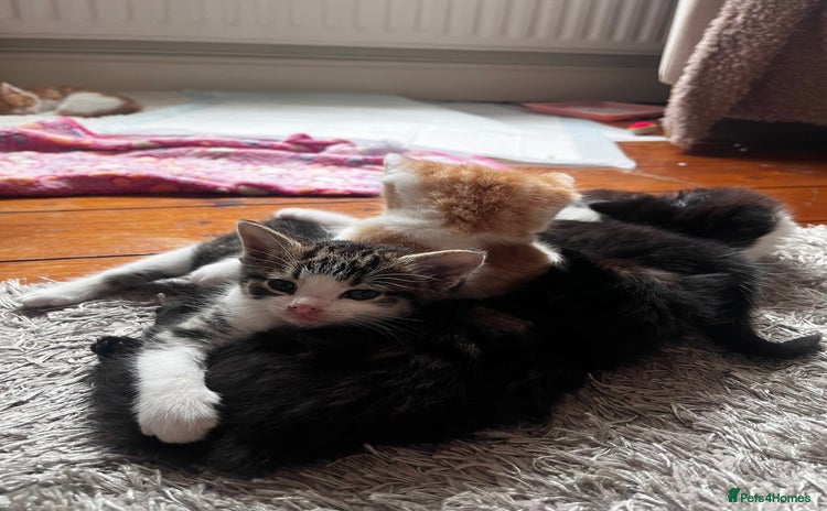 Mixed Breed cats - Advert 6