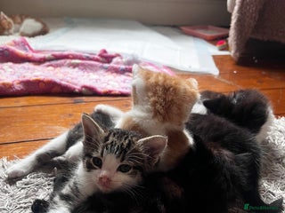 Mixed Breed cats - Advert 1