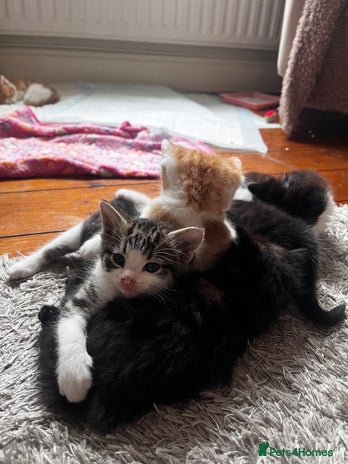 Mixed Breed cats - Advert 4