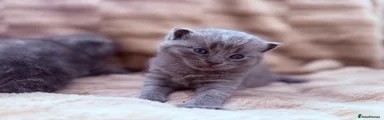 British Shorthair 3