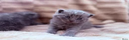 British Shorthair cats for sale: British shorthair kittens  in Trowbridge - Advert 5