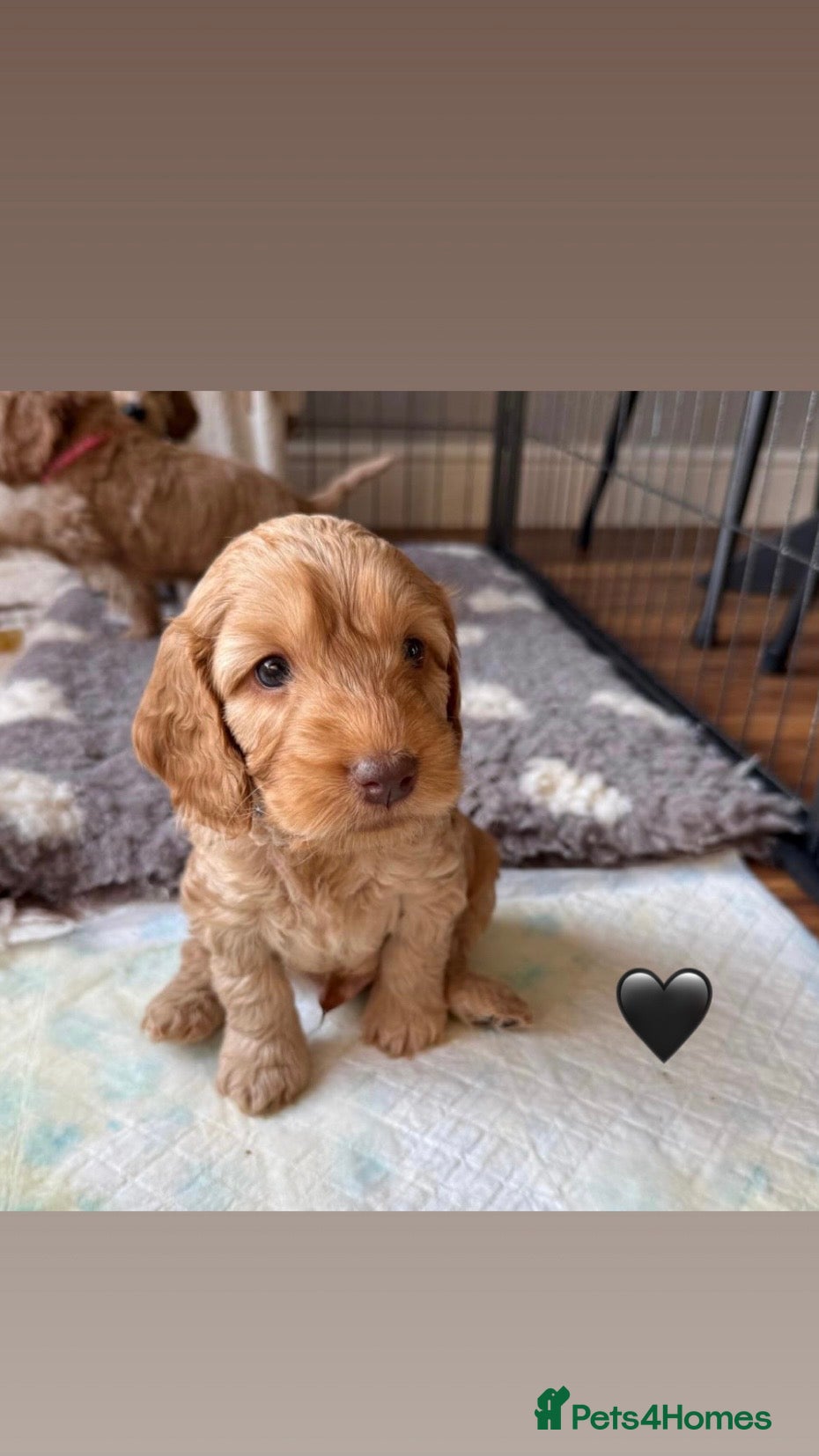 Cockapoo dogs F2 Cockapoo Puppies- Looking for Forever Homes! 🐾 - Advert 1