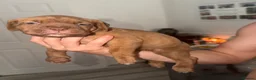 Mixed Breed dogs for sale: Last three left bandogs  - Advert 10