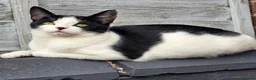 Mixed Breed cats for sale: Pretty black and white female kitten - Advert 2