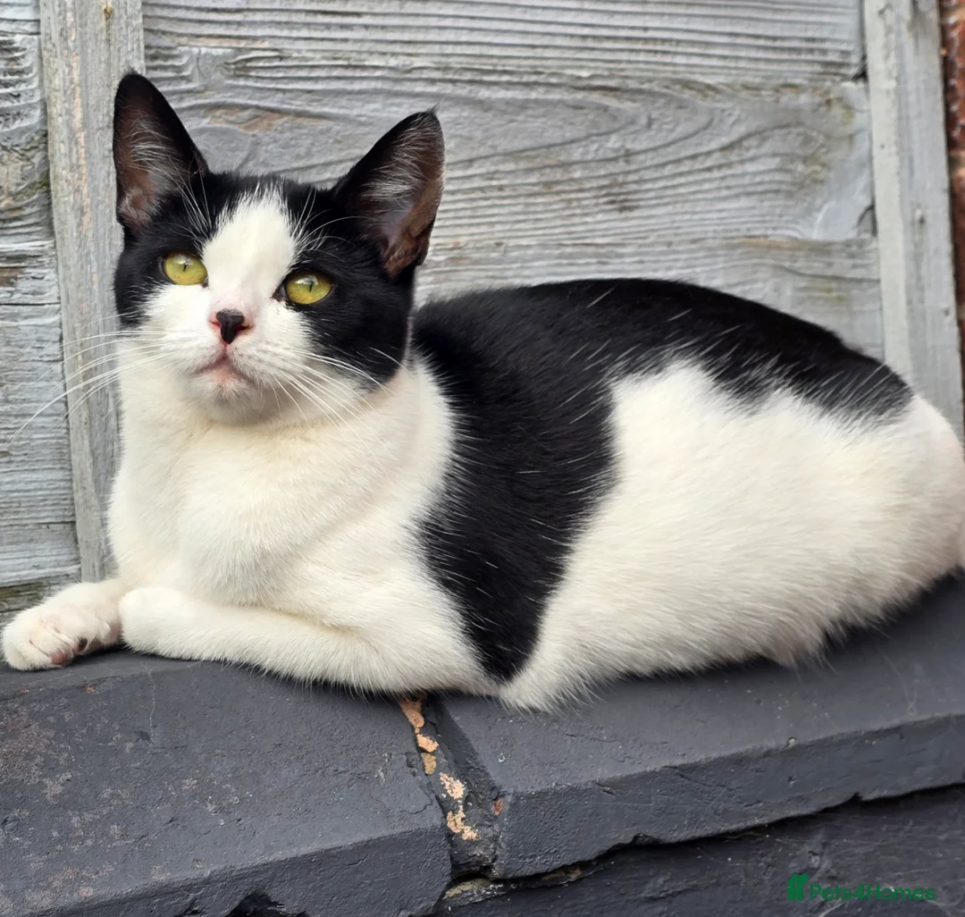 Mixed Breed cats for sale: Pretty black and white female kitten - Advert 2