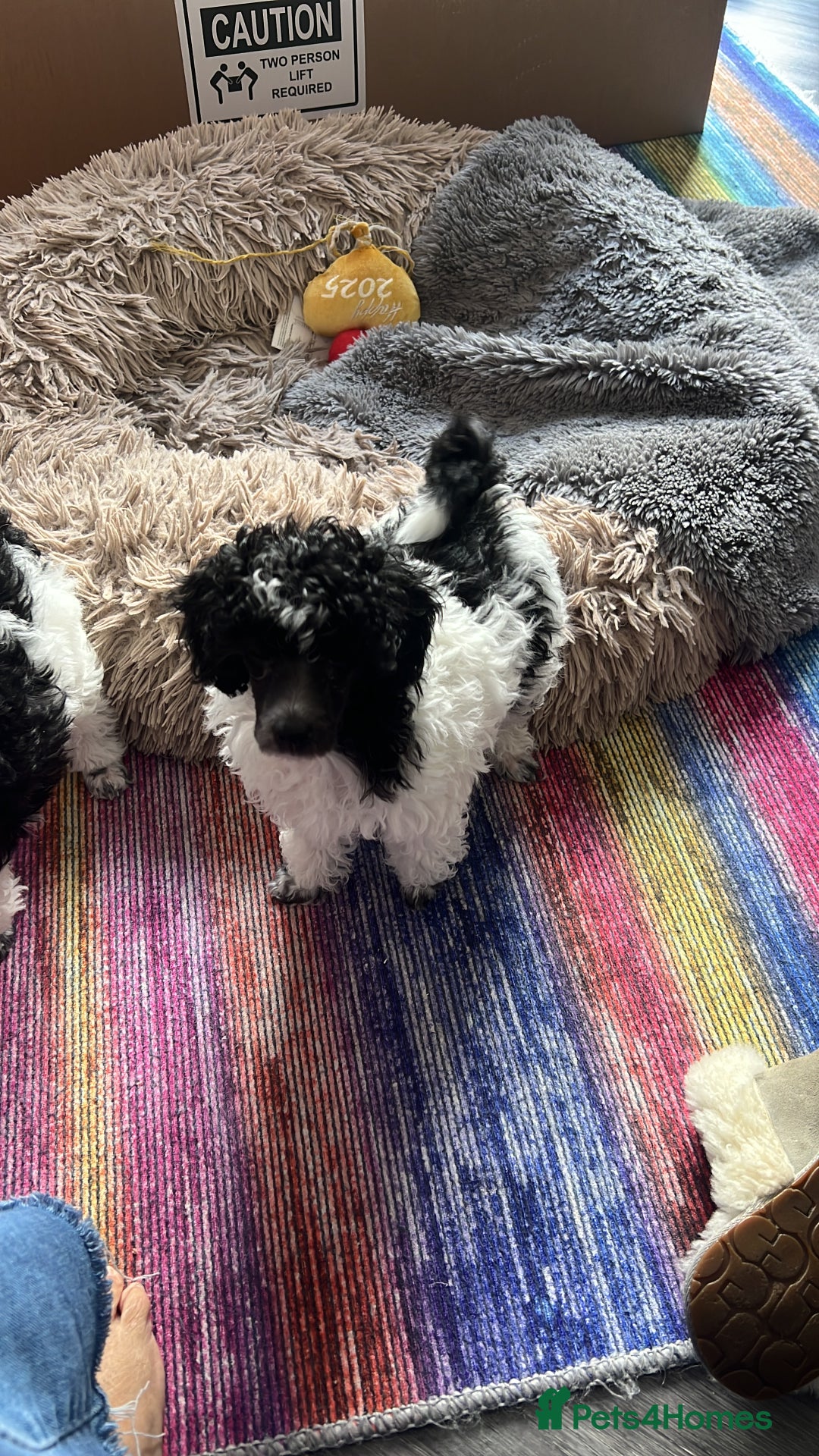 Toy Poodle dogs for sale: REDUCED 1 beautiful boy left  - Image 4