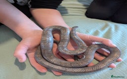 Corn Snake reptiles for sale: Male Corn Snake 2 Years - Image 2