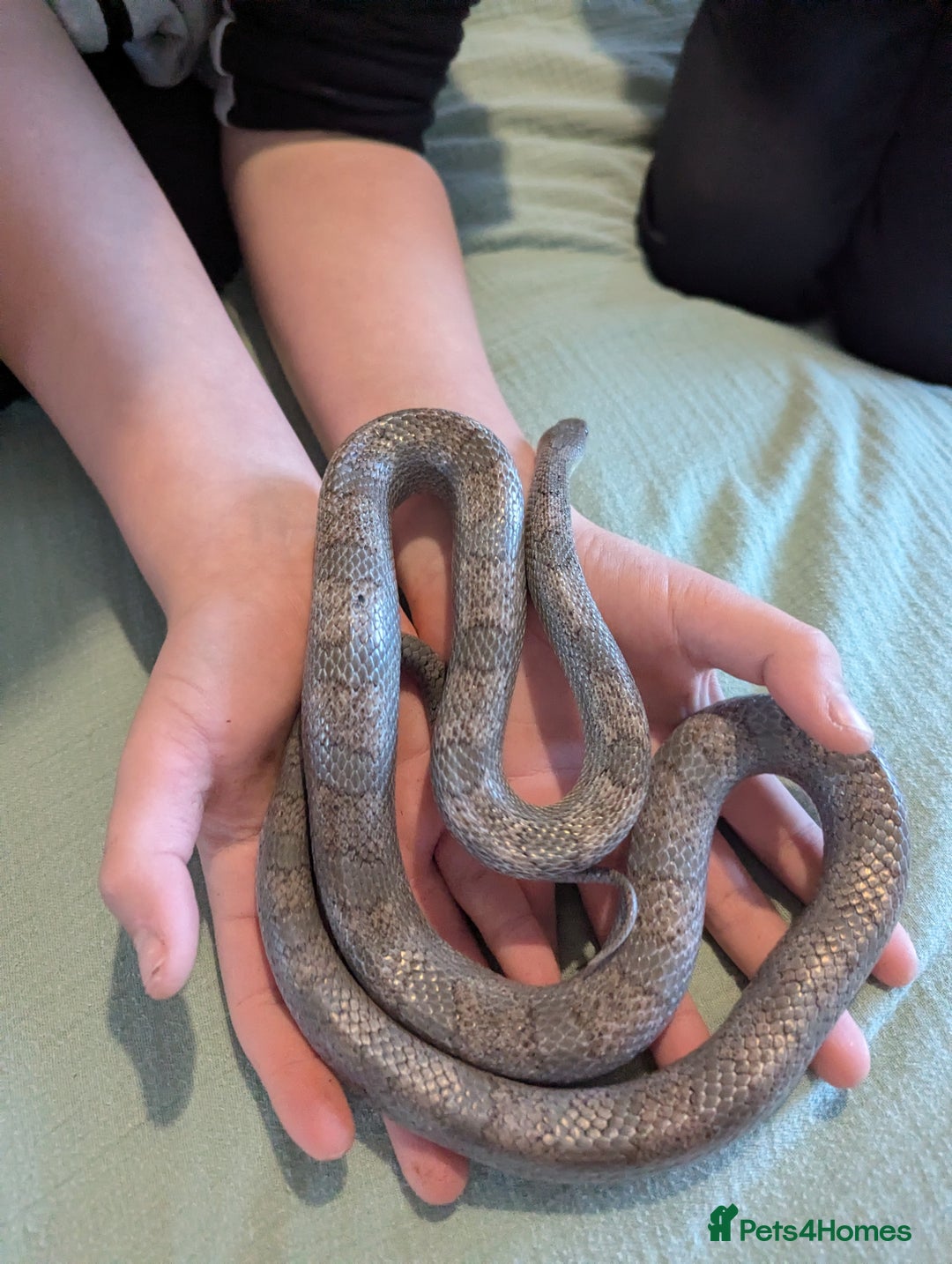 Corn Snake reptiles for sale: Male Corn Snake 2 Years - Image 2