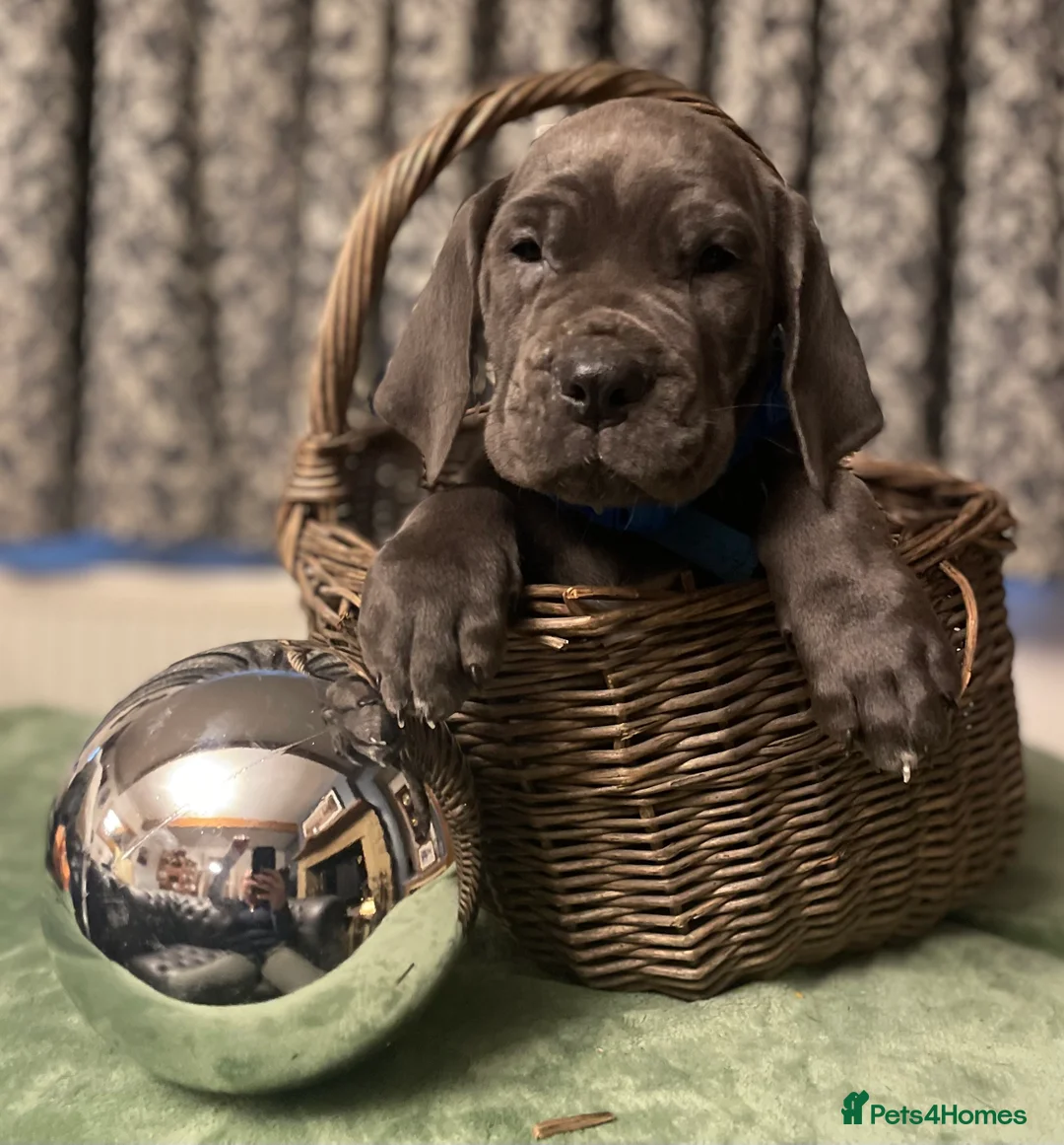 Mixed Breed dogs for sale: STUNNING MASTIFF/GREAT DANE PUPPIES - Advert 19