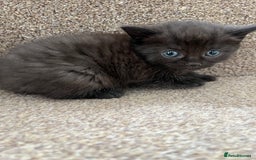 British Shorthair cats for sale: Grey & Black kittens for sale  - Image 3