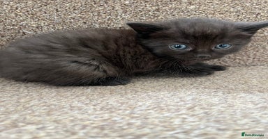 British Shorthair cats - Advert 5