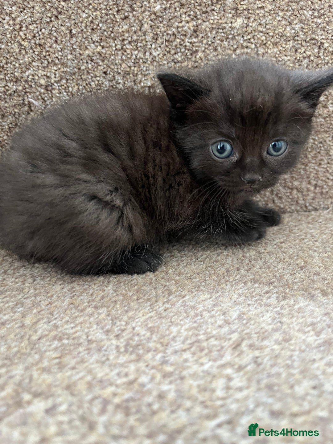 British Shorthair cats for sale: Grey & Black kittens for sale  - Image 3
