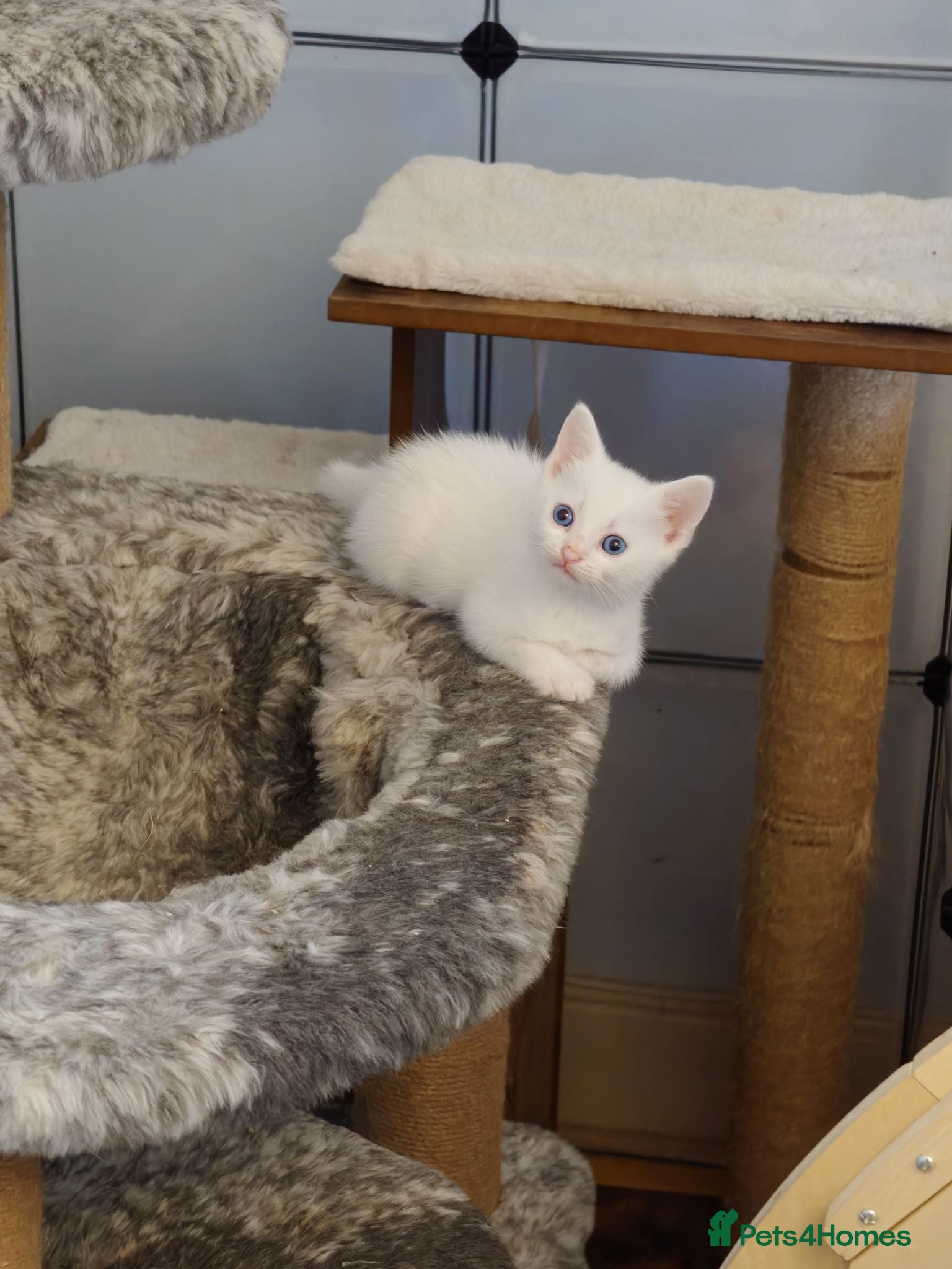 Mixed Breed cats British shorthair mixed kittens.  - Advert 1