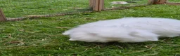 Mini Lion Lop rabbits for sale: Pair of beautiful pure white brothers in East Grinstead - Advert 4