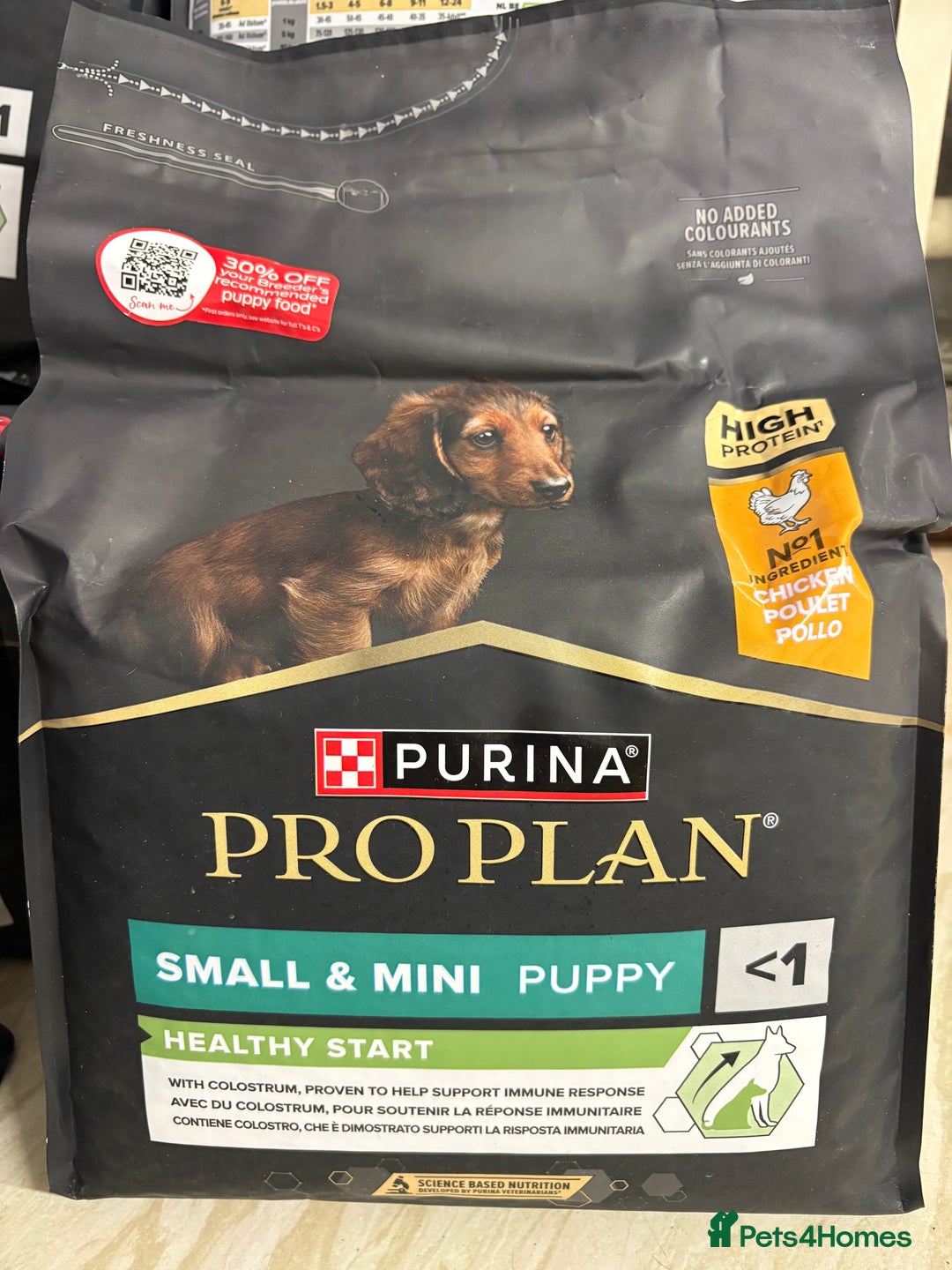 Miniature Dachshund dogs for sale: Quality health tested mini smooth dachshund pups  - Advert 23