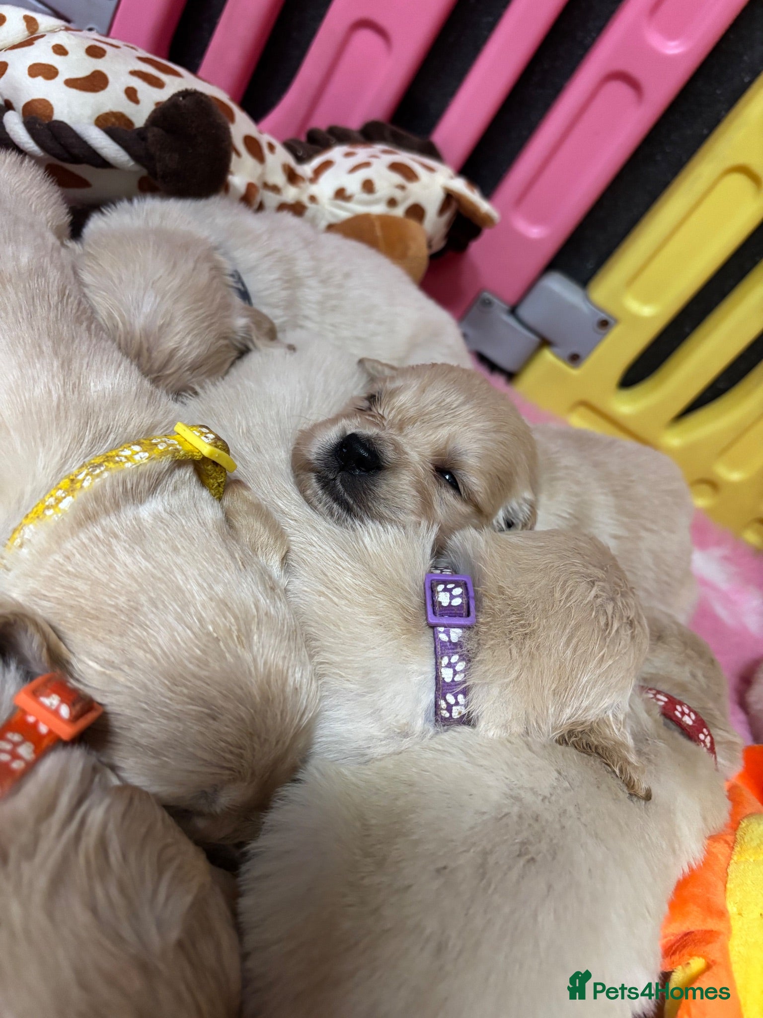 Golden Retriever dogs Beautiful Kc registered Golden Retriever puppies  - Advert 2